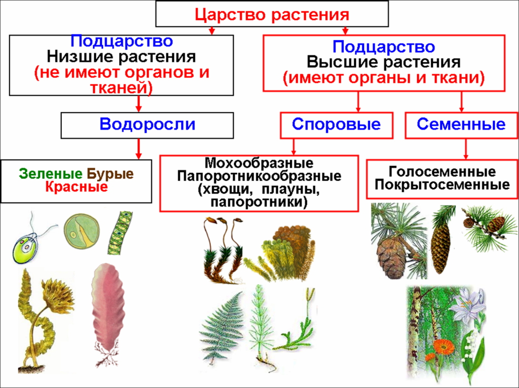 Какой класс у соляриса