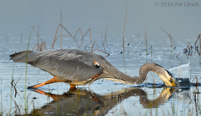 Heron strike