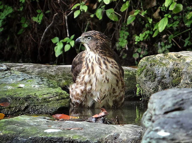 鳳頭蒼鷹/無限台南
