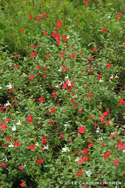 'Two Lips' salvia