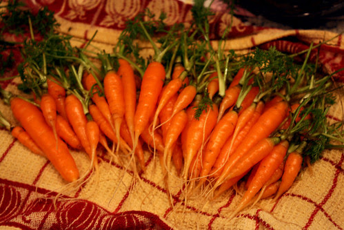 baby carrots 012