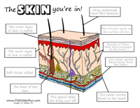 Blank Integumentary System Worksheet - worksheet