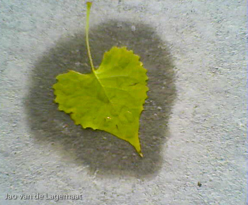 Sidewalk leaf : cellphone picture