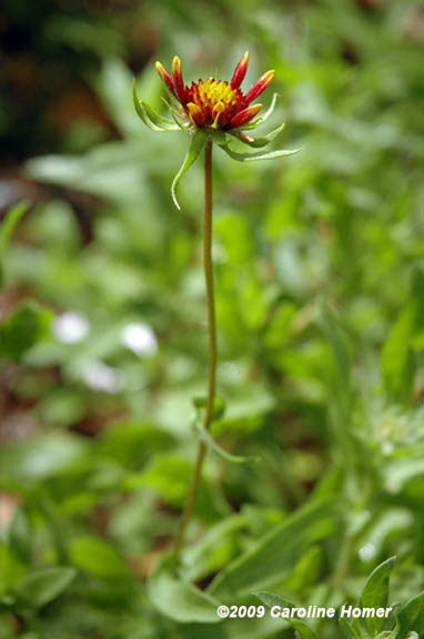 Gaillardiapulchella