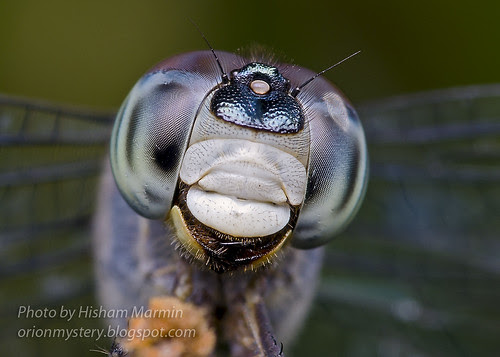 hisham's macro rig sample images dragonfly 8028967690_c995a55d7f_b copy