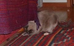 mojo mouse