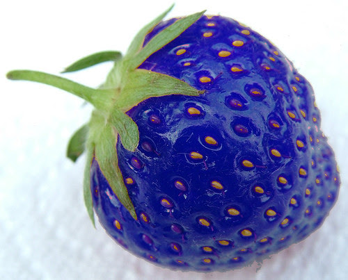 bluestrawberry5019488054_ce4e66291a