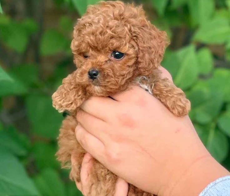 Red Poodle Puppies Near Me - Puddingtocome