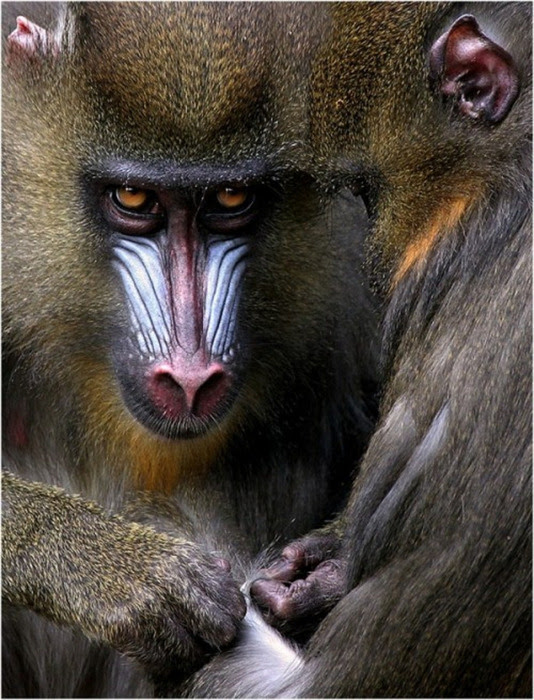 chimp (534x700, 160Kb)