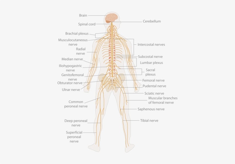 Simple Nervous System Diagram Unlabeled - File Nervous System Diagram