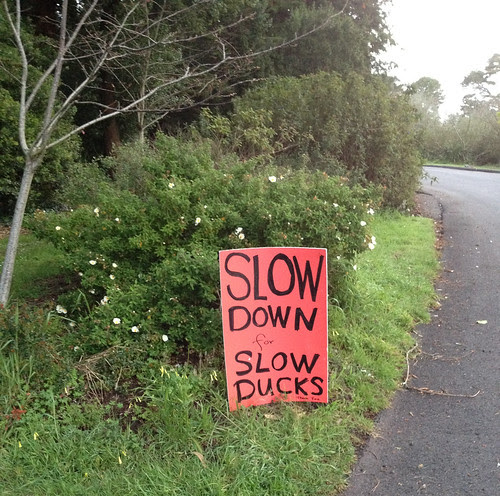 slow down for slow ducks.jpg