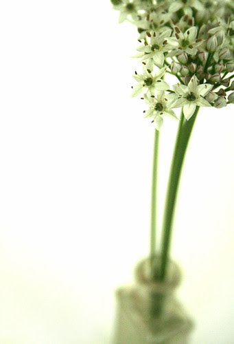 Chives