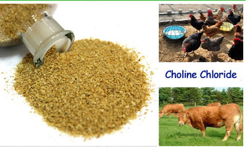 Choline Chloride - Manufacturers, Suppliers & Exporters in India
