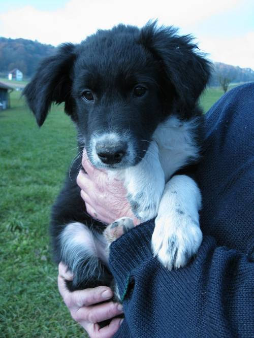 45 Border Collie Mix Information L2sanpiero