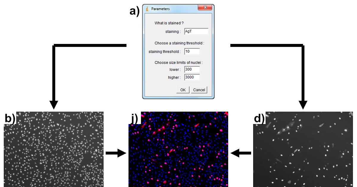 Image de Etoile Imagej Macro Language Tutorial