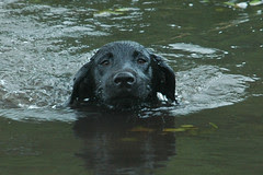 Wet Pat