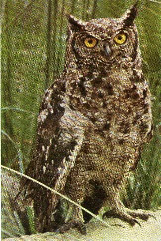 Pg10-6, SPOTTED EAGLE OWL