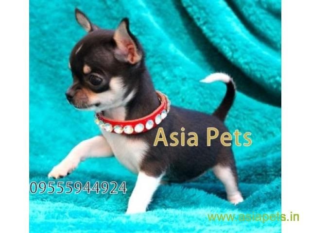 chihuahua
