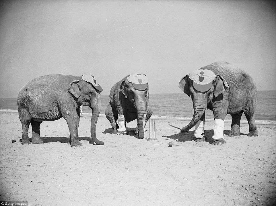 Three Powers elephants astound the holidaymakers at Skegness by playing a game of cricket in 1936 