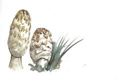 Coprinus comatus