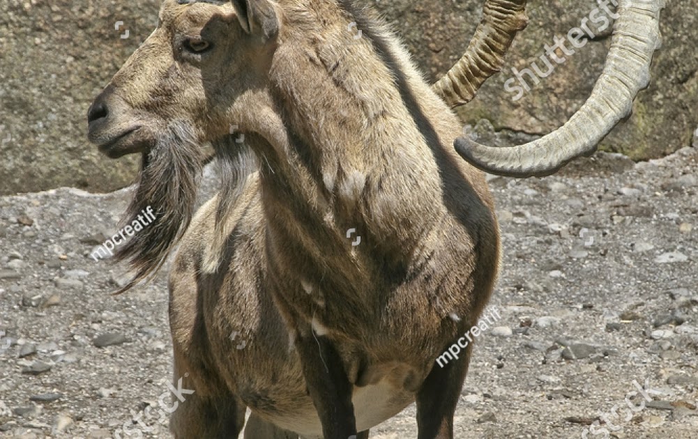 Capricorn Animal / Young Capricorn Animal Public Domain Free Photos For