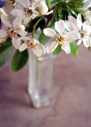 mock orange