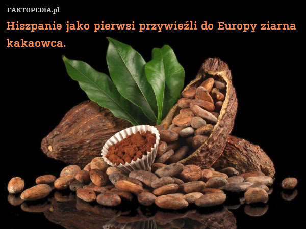 Hiszpanie jako pierwsi przywieźli – Hiszpanie jako pierwsi przywieźli do Europy ziarna kakaowca 