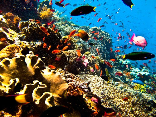Scuba diving Indonesia - Bali - Komodo - Bunaken 2008