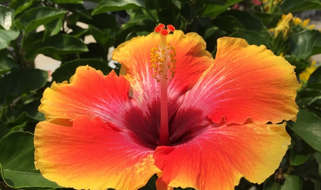 Hibiscus indoor plant care information