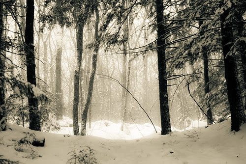 Forrest in Winter