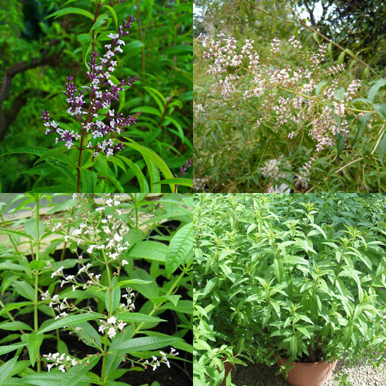 Aloysia citrodora
