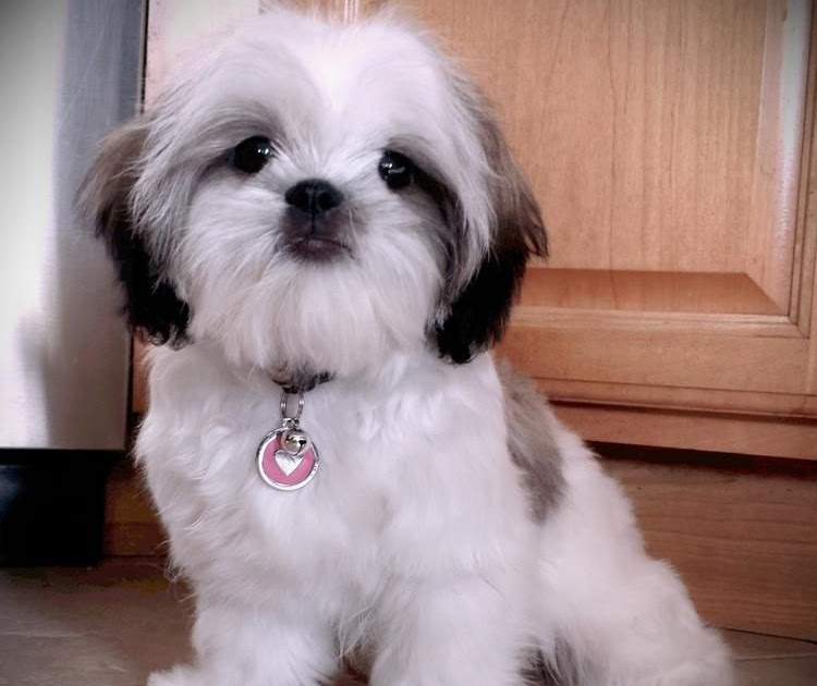 Shih Tzu Puppies For Adoption Near Me - The W Guide