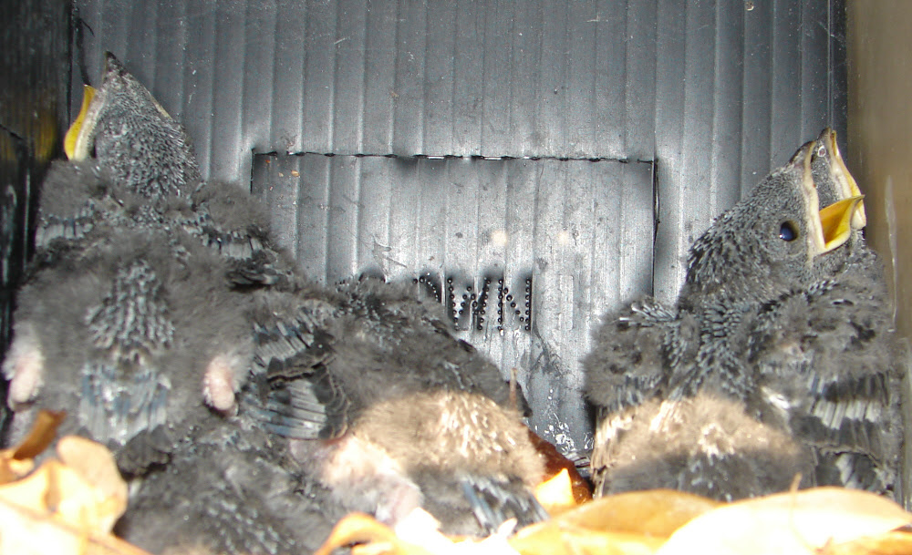 Fledge
