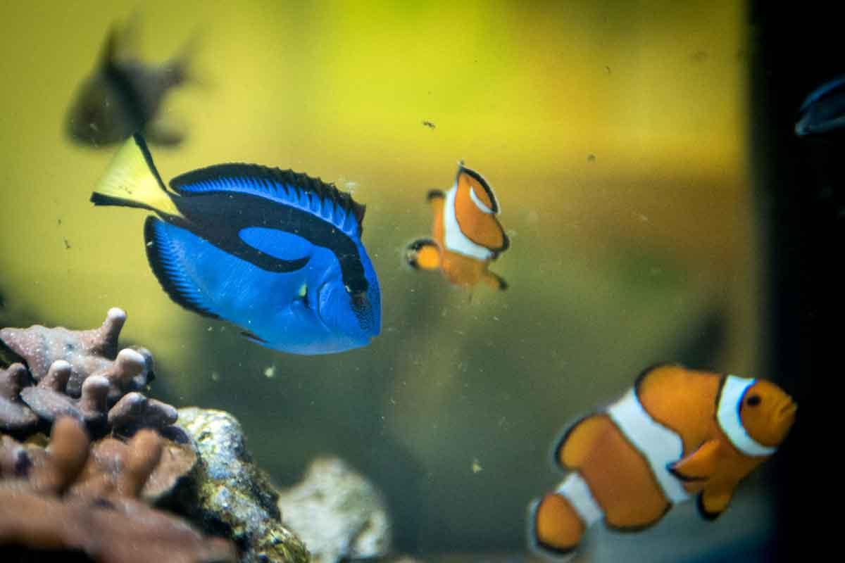 Finding the real Dory: Fish is a beauty, but can be a beast - Philly
