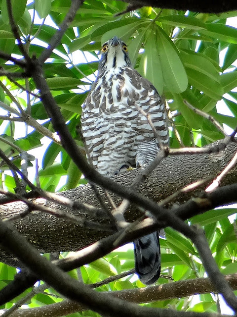 鳳頭蒼鷹/無限台南