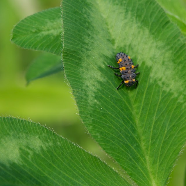 bug