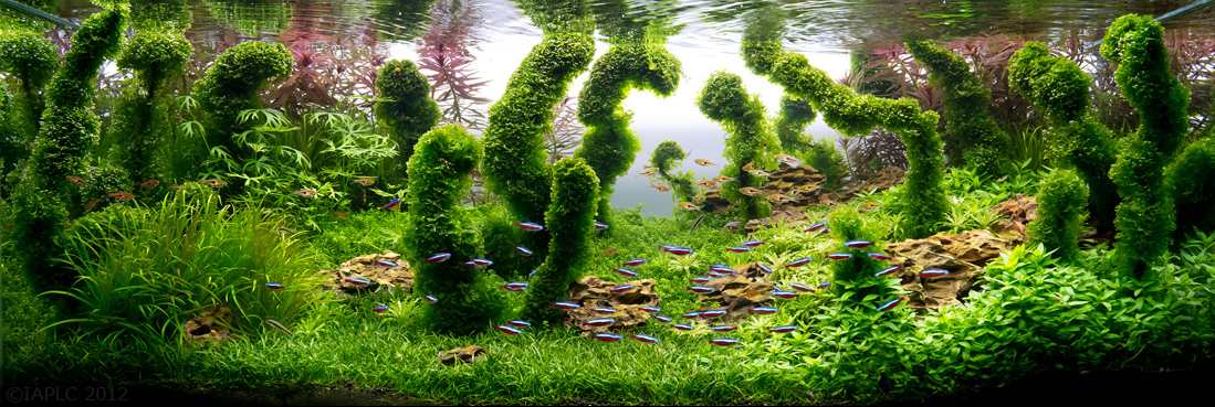 The Incredible Underwater Art of Competitive Aquascaping The Incredible Underwater Art of Competitive Aquascaping plants fish aquariums