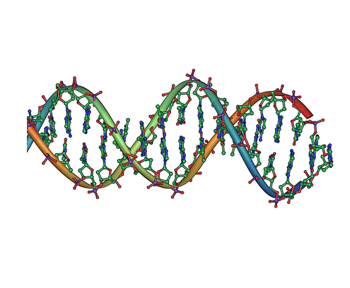 DNA “ Double Helix“ DNA “ Double Helix“