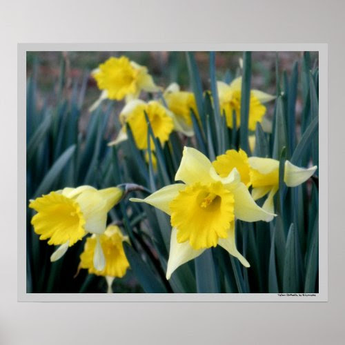 1001 Art Galleries: Yellow Daffodil Poster Gallery