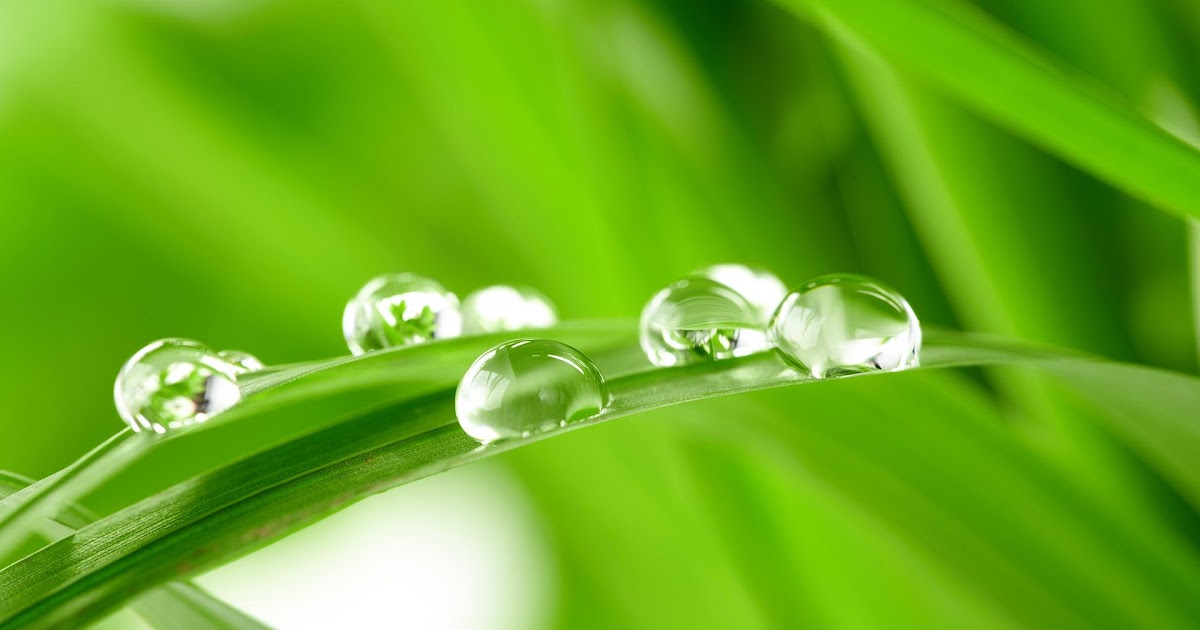 Awesome Wallpaper Water Drop On Leaf pictures