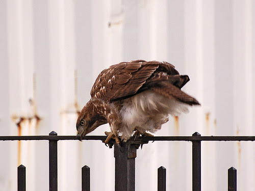 Tompkins Square Juvenile Red-Tailed Hawk