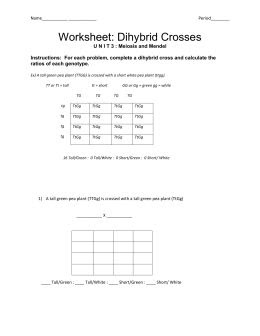 Dihybrid Cross Worksheet Answer Key - worksheet