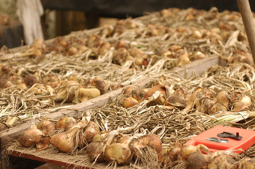 the island - onions drying