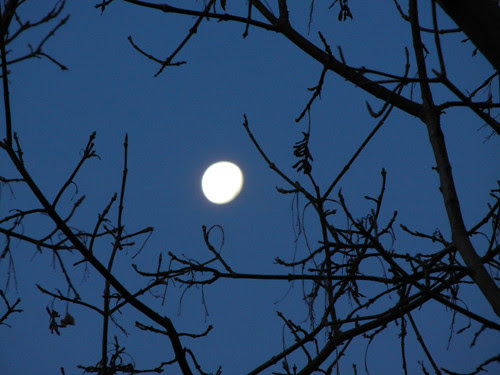 Early Morning Moon _ 9094