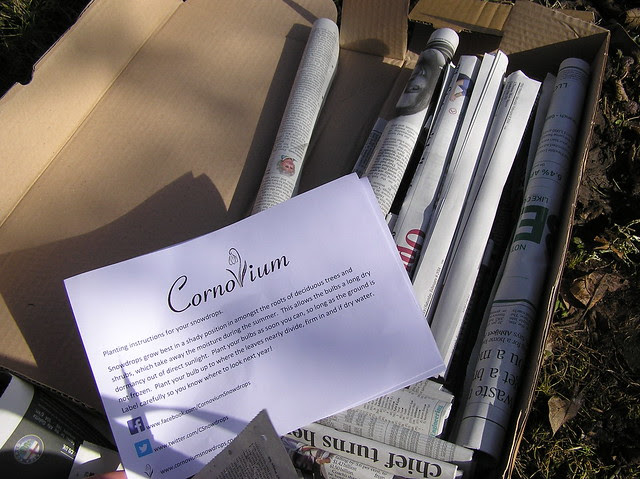 Galanthus pack