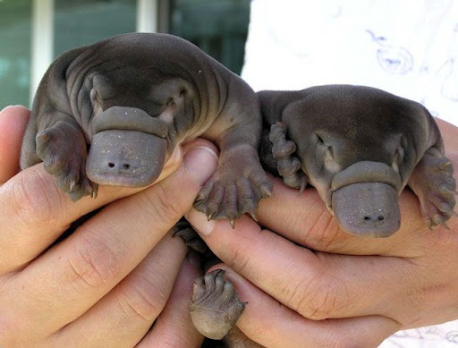 Baby Mammals Images - Pets Lovers