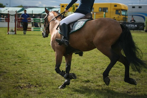 Showjumping