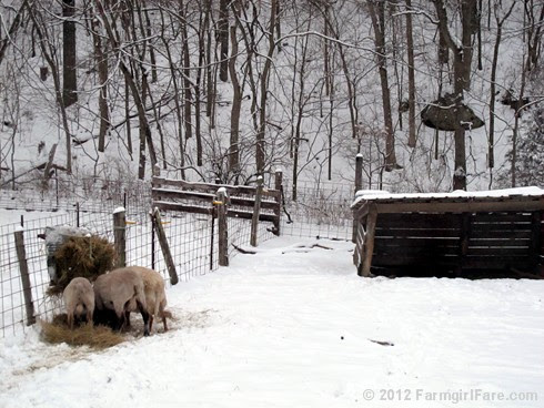 Snowy day at the sheep barn 5 - FarmgirlFare.com
