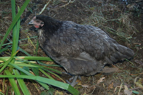 hens Oct 11 4