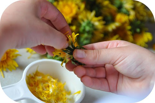 dandelion cookies